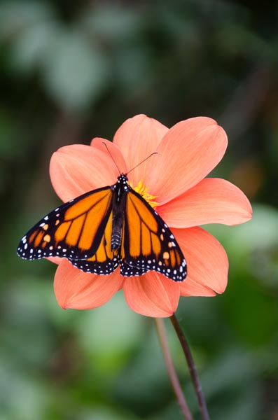 Monarch on Dahlia